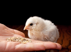 chicken feed.png